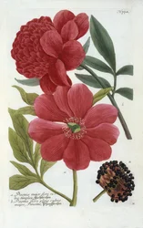 Paeonia de 